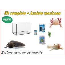 kit completo + axalote mexicano